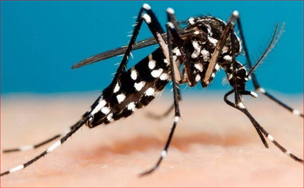 Se confirmaron 14 casos de dengue autóctono en Santa Fe | Noticias