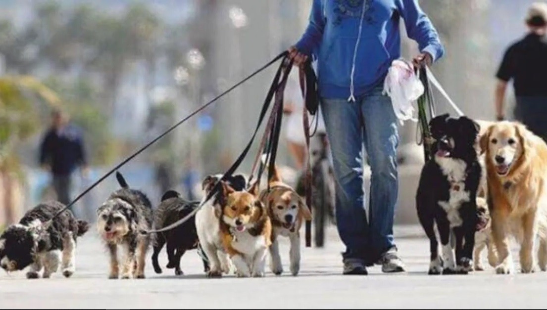 Gremio de paseadores de perros pide que se declare servicio esencial | Noticias