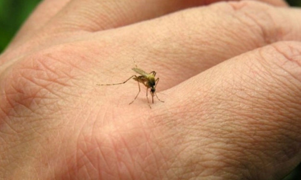 Preocupación porque se disparan los casos el dengue: "La situación es seria", dijo Ginés | Nacionales