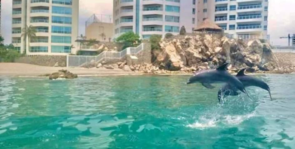 Efecto cuarentena: sacaron a los delfines de un acuario a la playa porque no hay turistas | Noticias