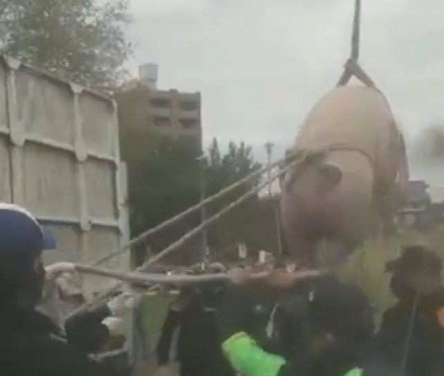 Rescataron a otro cerdo en el arroyo Ludueña de Rosario | Noticias