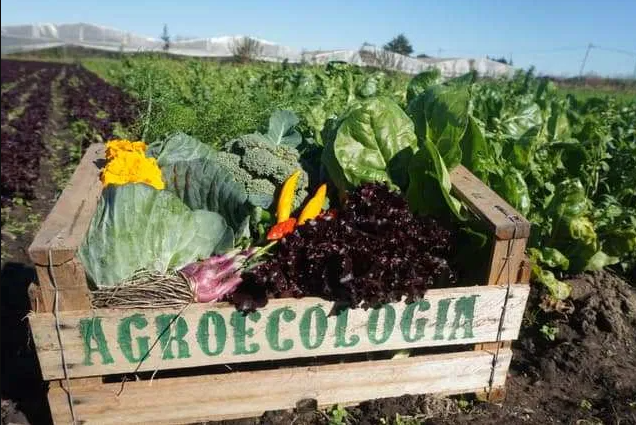 Vuelven las ferias con alimentos agroecológicos | Noticias