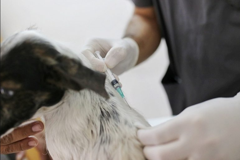 El IMUSA realiza castración y vacunación de animales en Las Flores y Chalet | Noticias