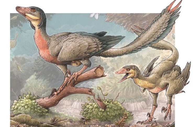 Presentan un pequeño dinosaurio carnívoro con alas hallado en Río Negro | Nacionales