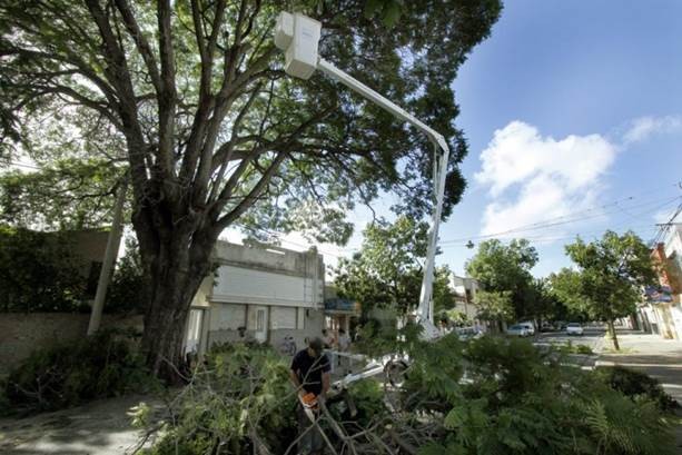 Se recuerda que sólo la Municipalidad realiza la poda del arbolado público | Noticias
