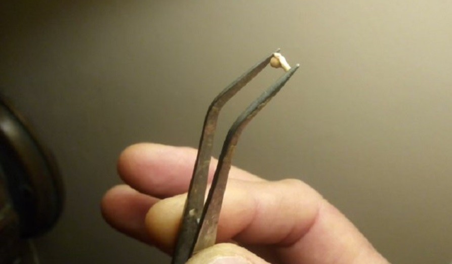 San Pedro: hallaron restos de una rana de hace dos millones de años | Nacionales