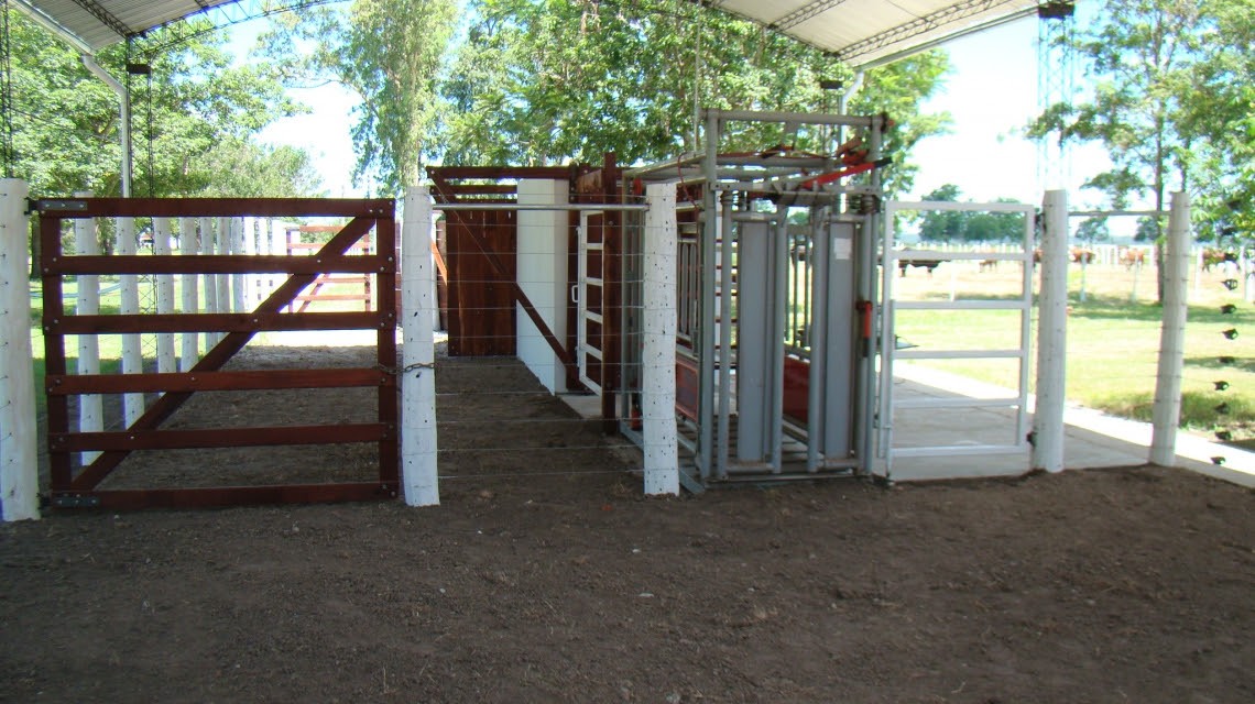 Santa Fe obtuvo la habilitación para un centro de genética bovina en el norte santafesino | Noticias