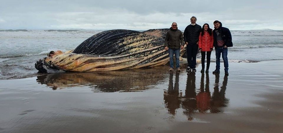 Dejarán en la playa el cuerpo de la ballena jorobada que apareció en el balneario Marisol | Nacionales