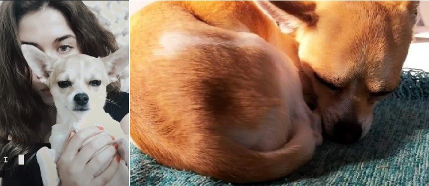 Campaña: buscan al perro que viajaba con la jugadora de hockey que murió en un accidente | Nacionales