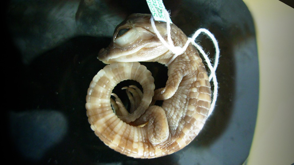 Conicet: de los fósiles de un tobillo reconstruyen la evolución de dinosaurios hasta los cocodrilos | Nacionales