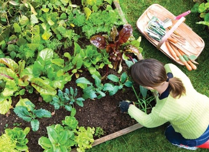 Capacitarán a docentes en huerta agroecológica y alimentación saludable | Nacionales