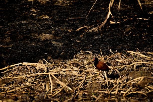 Repercusiones en el Concejo por la quema de pastizales: repudio y pedidos de informes | Legislativas