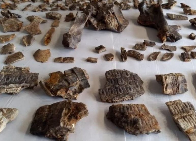 Hallan los restos fósiles de un armadillo de 700 mil años en el lugar donde sucedió la batalla de Vuelta de Obligado | Nacionales