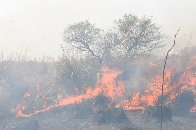 La batalla legal por las quemas en las islas ya suma más de diez causas | Noticias