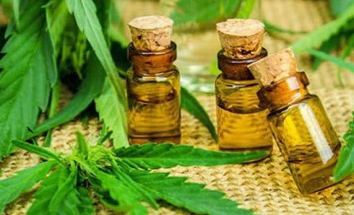 Cannabis medicinal: aprobaron en Tigre proyecto que para regular su uso y cultivo | Legislativas