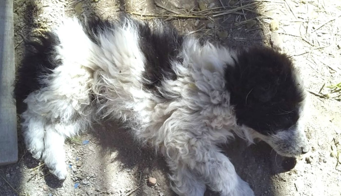 Paisaje infernal: encontraron más de 30 perros envenenados en Luján de Cuyo | Nacionales