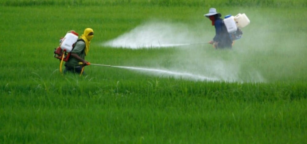 Desde la Justicia de Rosario confirman la prohibición de fumigar con agrotóxicos en Pergamino | Judiciales