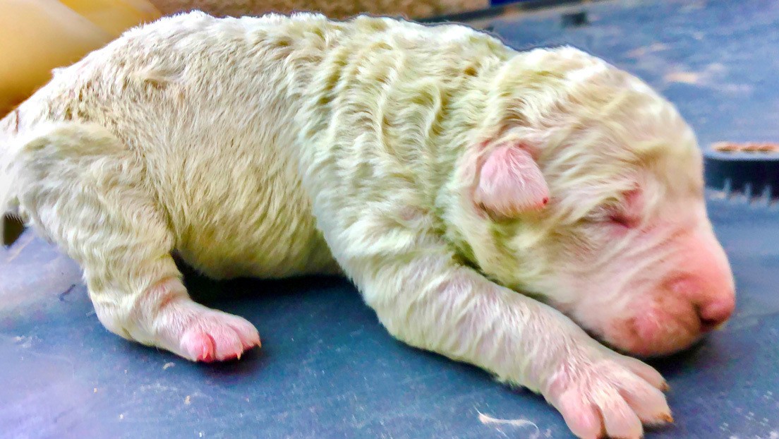 Nació "Pistacho", un inusual cachorro de color verde | Redes