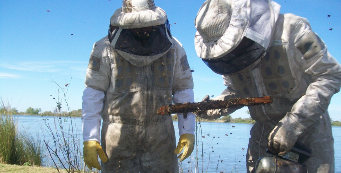 Santa Fe se consolida como la segunda provincia que más miel orgánica produce | Información General