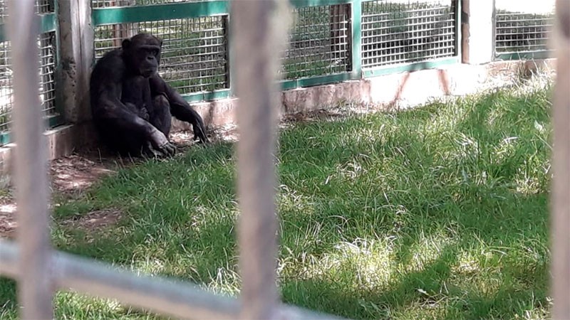 Solicitan en Río Negro la libertad de un chimpancé de 18 años | Información General