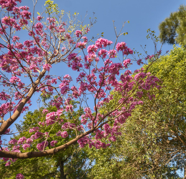 La Municipalidad lanza el programa “Árboles para mi ciudad” | Información General