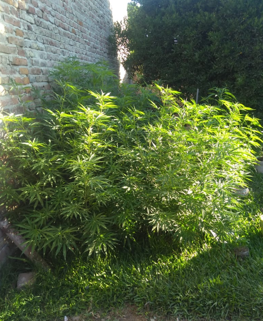Secuestraron plantas de marihuana y detuvieron a varias personas | Noticias