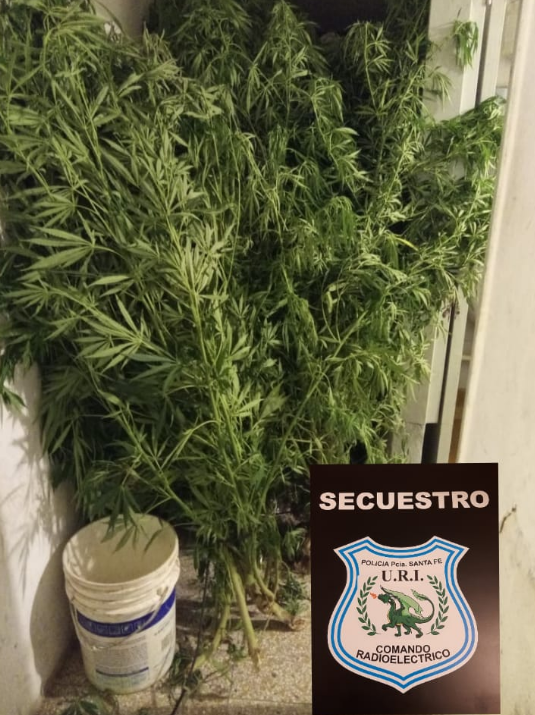 Llegaron por un desorden familiar y se encontraron con plantas de cannabis | Noticias