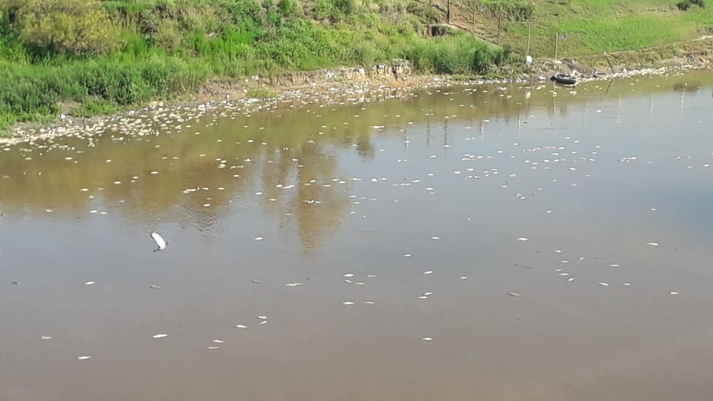 Los estudios y muestras confirman la hipótesis del fenómeno natural en la mortandad de peces | Noticias