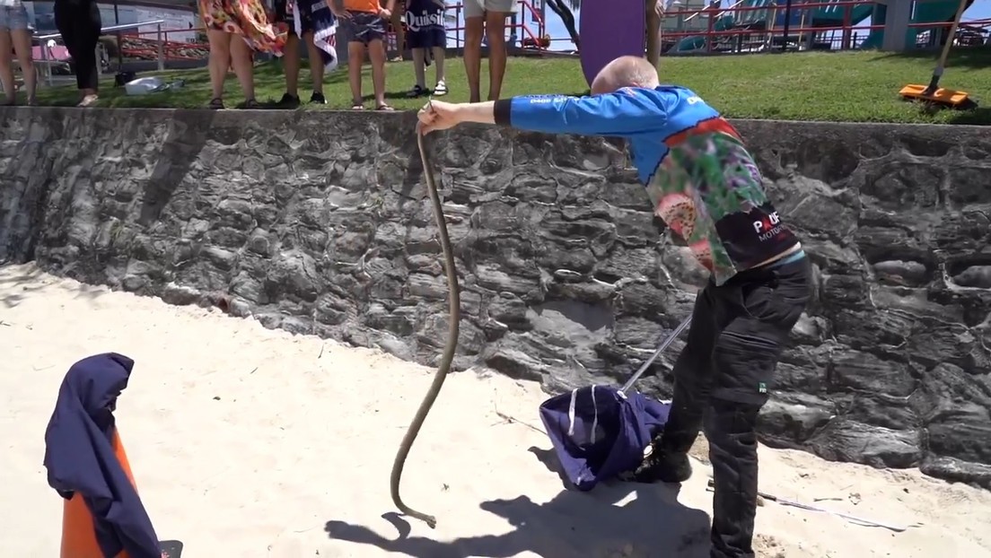 Capturan cerca de juegos infantiles una de las serpientes más letales del mundo | Redes