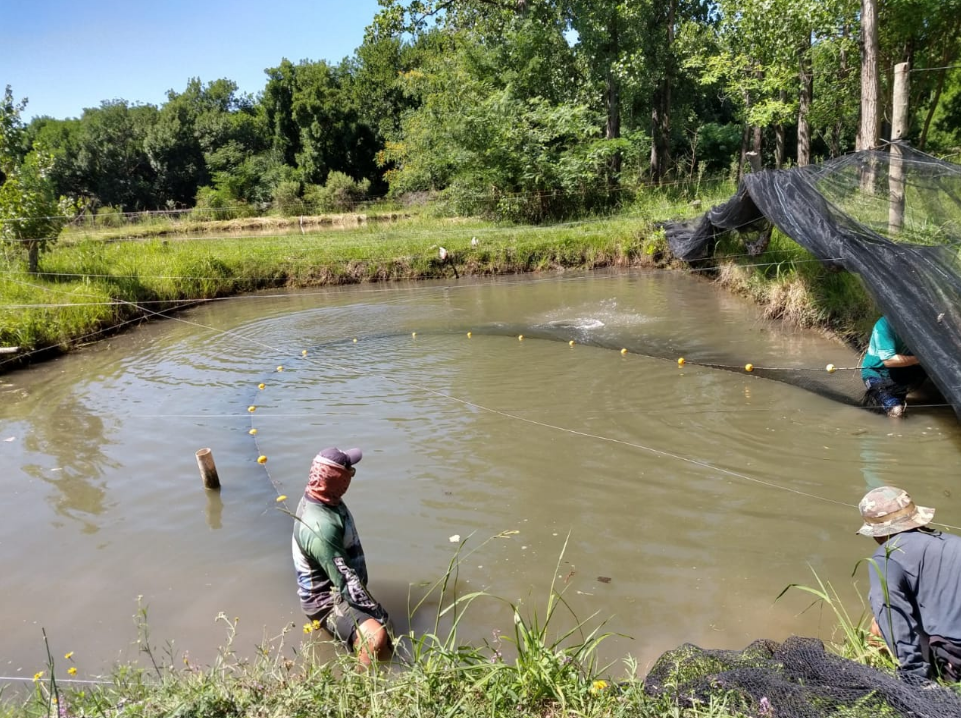 La Provincia apuesta al desarrollo de una piscicultura sostenible, productiva y social | Información General