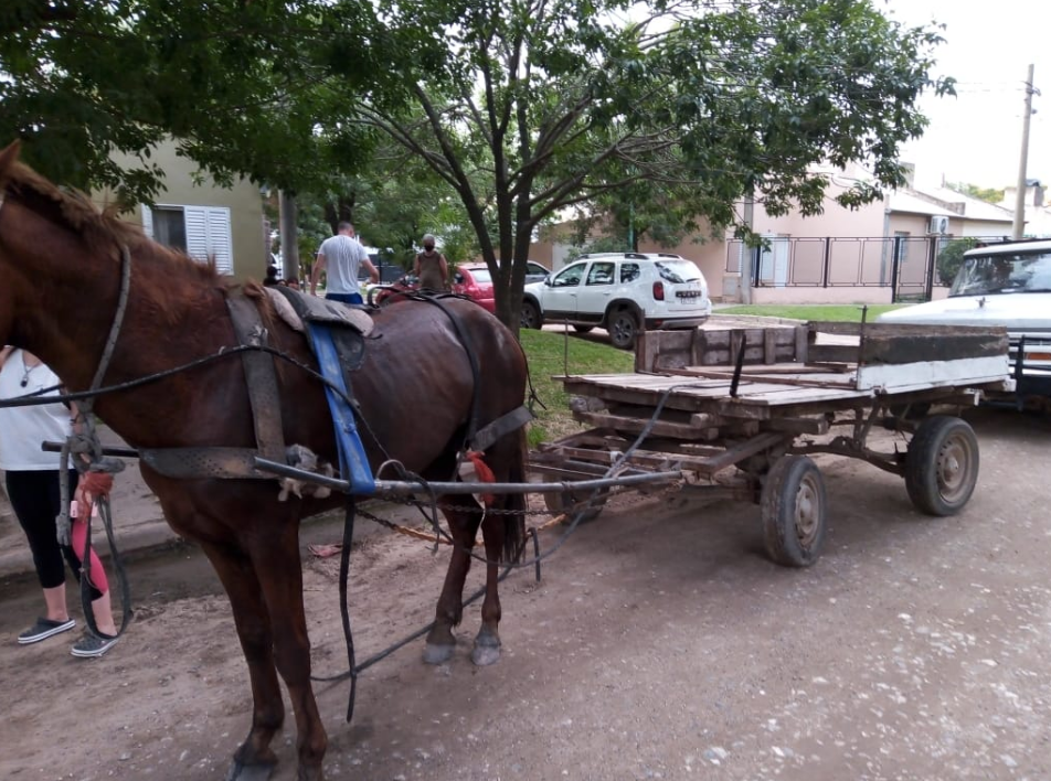 Ley Sarmiento: Trasladaron a un sujeto y auxiliaron a un equino | Noticias