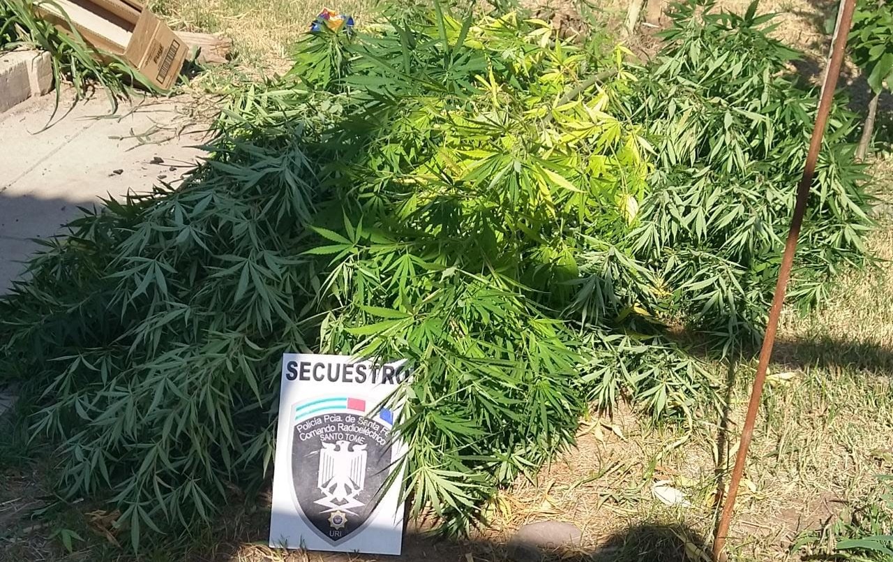 Santo Tomé: secuestraron plantas de Cannabis Sativa en el patio de una vivienda | Noticias