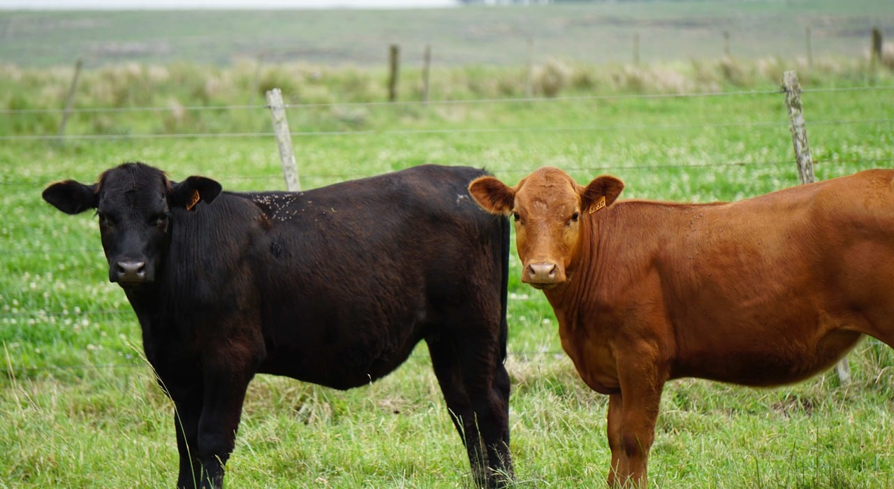Tremendo hecho de abigeato en el norte provincial: le robaron 42 vaquillonas y un toro | Noticias