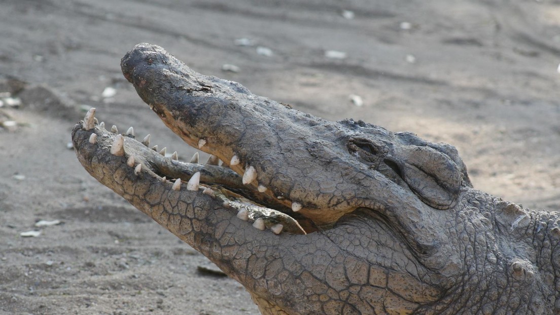 Una pareja revisa las cámaras de vigilancia de su casa y halla un cocodrilo en el fondo de su piscina | Redes