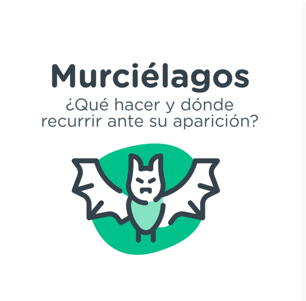 Murciélagos: qué hacer y dónde recurrir ante su posible aparición | Información General