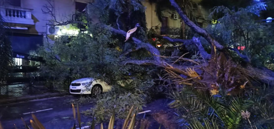 El temporal de viento de ayer causó la caída de un árbol en Boulevard | Información General