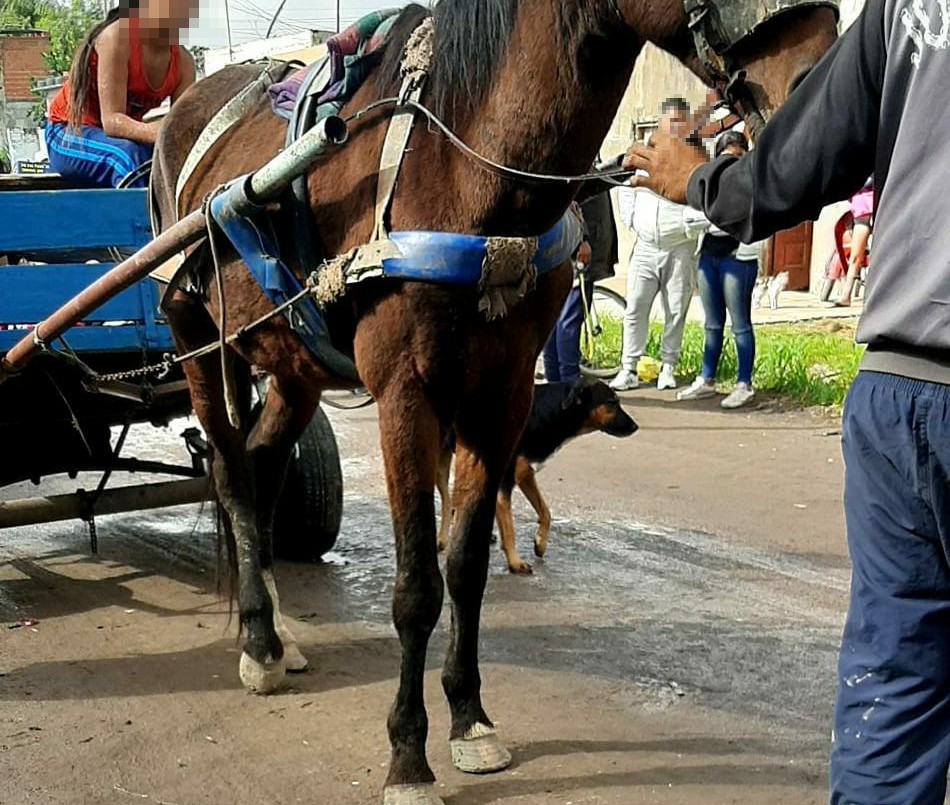 Auxiliaron a un caballo que trasladaba un carro y aprehendieron a un joven | Información General