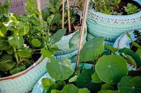 Crean escuela de huerta urbana agroecológica para producir alimentos seguros | Nacionales