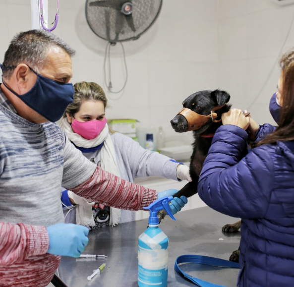 Continúa la campaña de castración de animales en la ciudad | Información General