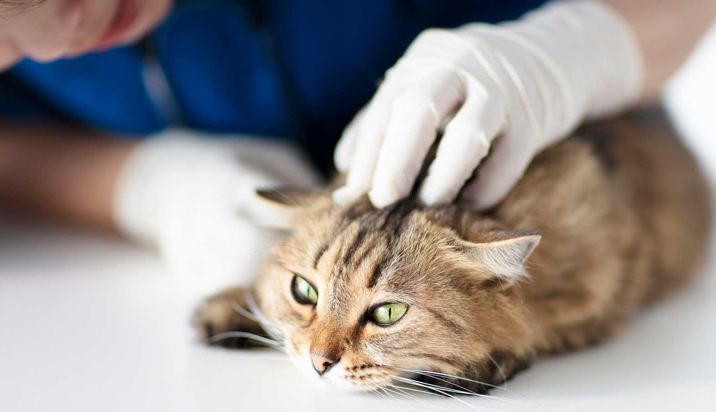 Veterinarios advierten que "no es fácil" trasmisión de coronavirus a los animales pero sugieren "estar atentos" | Nacionales