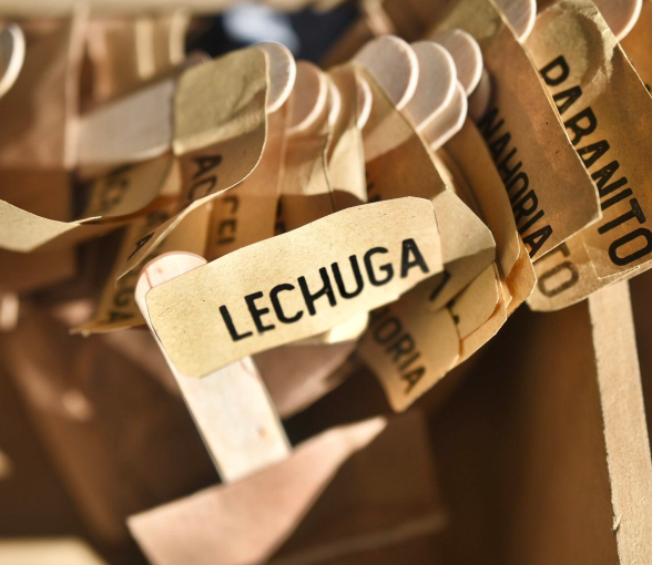 La Municipalidad dicta talleres sobre huertas agroecológicas familiares | Información General