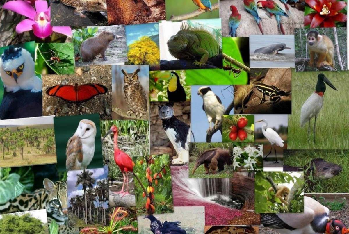 ¿Por qué se celebra el 22 de mayo el Día Internacional de la Diversidad Biológica? | Información General