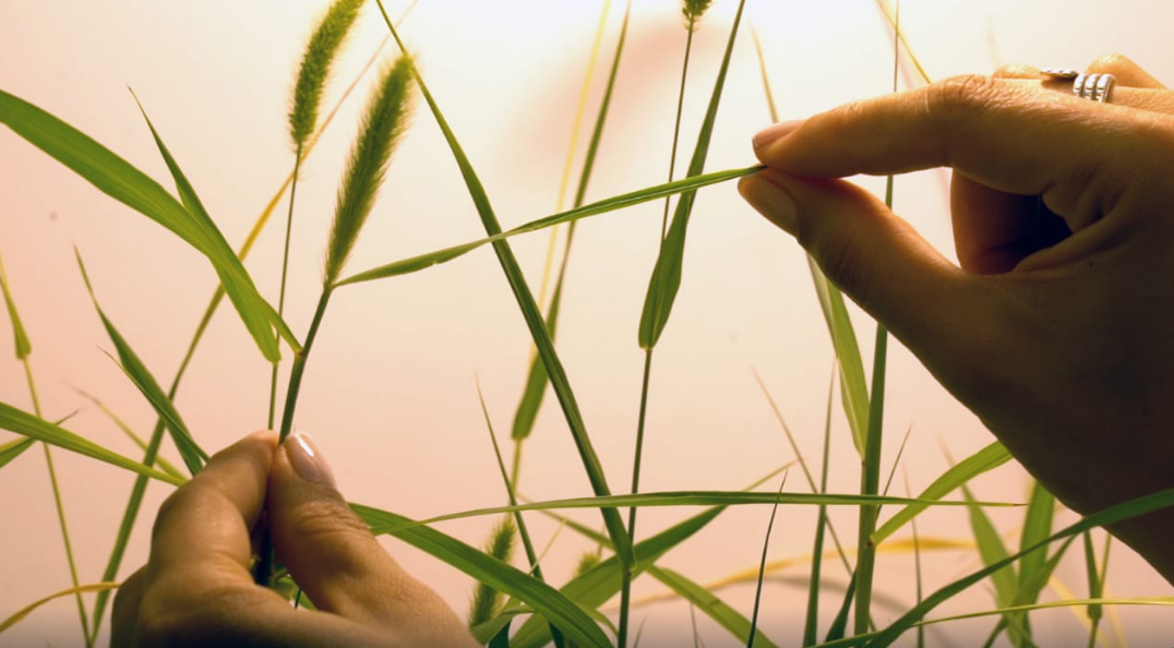 Se presentan dos nuevos spin off universitarios | Información General