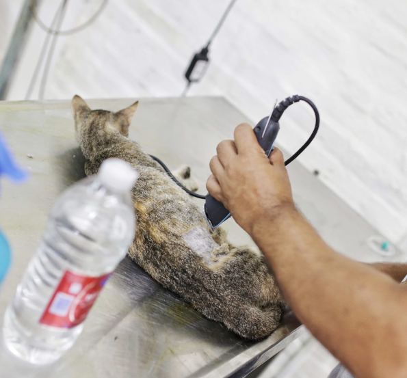 Continúa la campaña de castración de animales | Información General