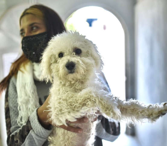 Salud animal: el municipio realizó cerca de 7 mil castraciones en tres meses | Información General