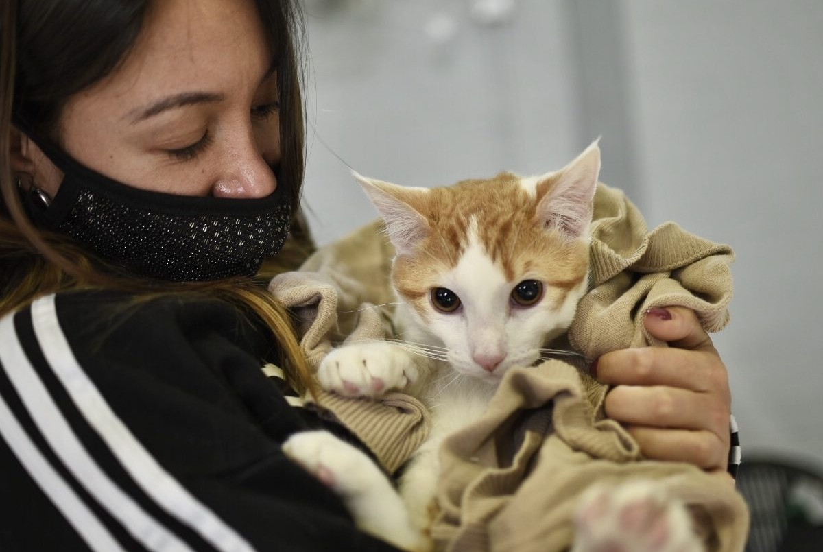 Esta semana continúa el cronograma de castraciones gratuitas | Información General