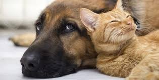 Castración de animales de compañía en Rincón | Información General