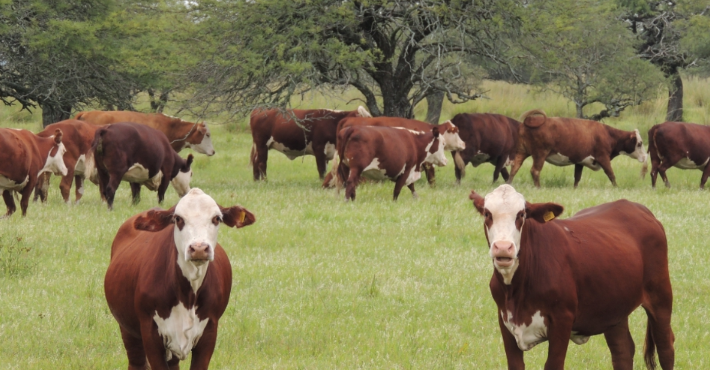 Los avances de Santa Fe en el desarrollo de su plan ganadero | Noticias