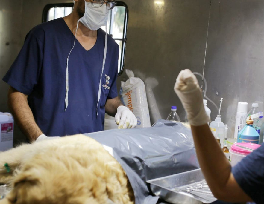 Cronograma de castración y vacunación para animales de compañía | Información General