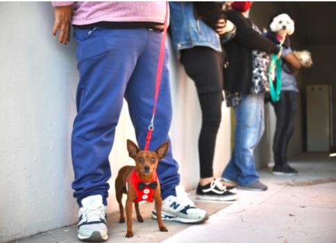 Cronograma de esta semana para castraciones y vacunaciones gratuitas en la ciudad | Información General